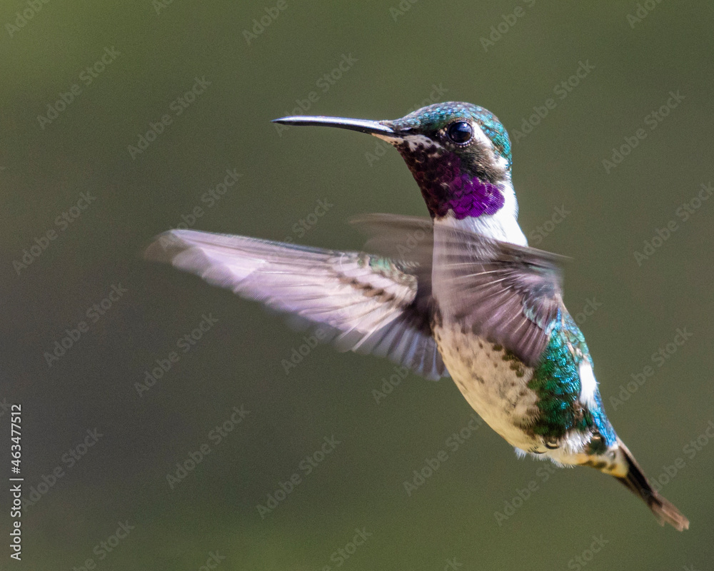 Obraz premium hummingbird in flight