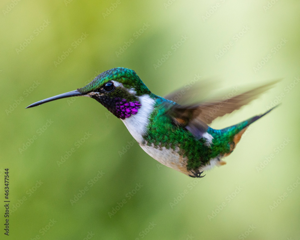 Fototapeta premium hummingbird in flight
