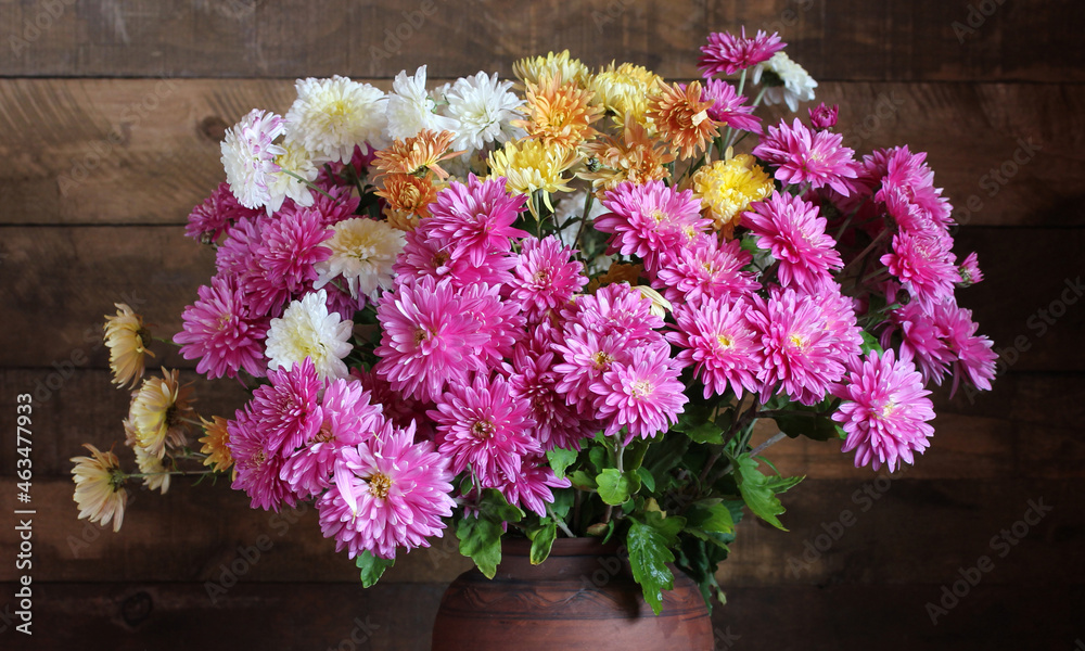 chrysanthemums autumn flowers as a background