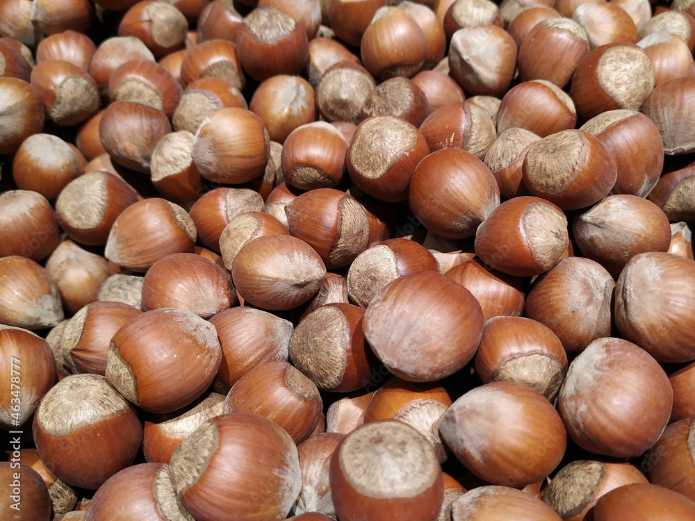 Hazelnuts in the shell of a new crop are lying in a large pile in the shop window. Close-up view from above. Hazelnuts in the shell of a new crop are lying in a large pile in the shop window. Close-up view from above.