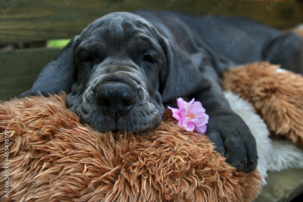 pies szczeniak dog niemiecki śpi kwiat pluszak - obrazy, fototapety, plakaty 