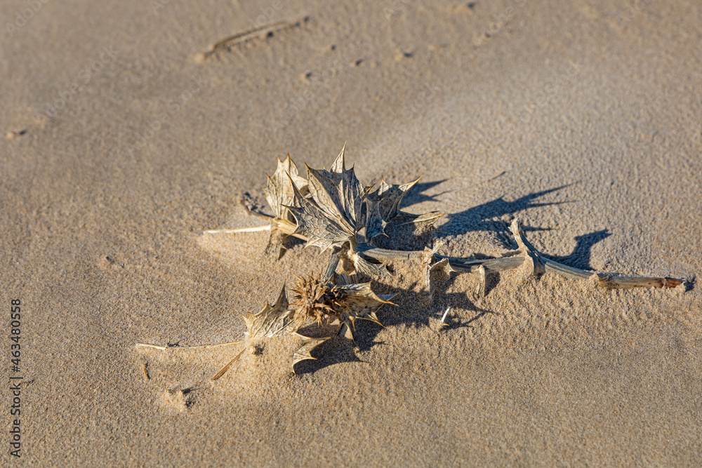 Obraz premium thorny plant in sand