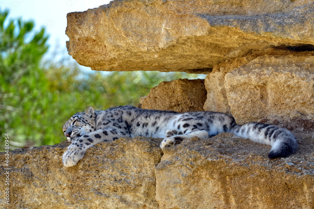 Obraz premium Snow leopard (Panthera uncia), also known as the ounce, lying on rock