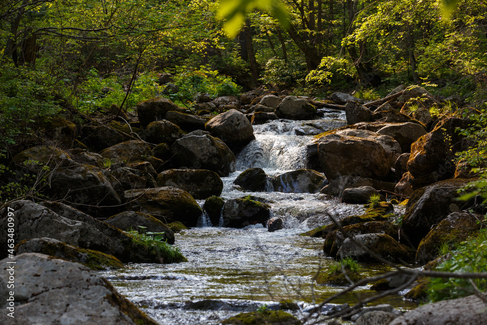A clean river in a dense summer forest. The crystal river runs over the stones among tall beautiful trees. The nature of the Far East and the Primorsky region of Russia. A clean river in a dense summer forest. The crystal river runs over the stones among tall beautiful trees. The nature of the Far East and the Primorsky region of Russia.