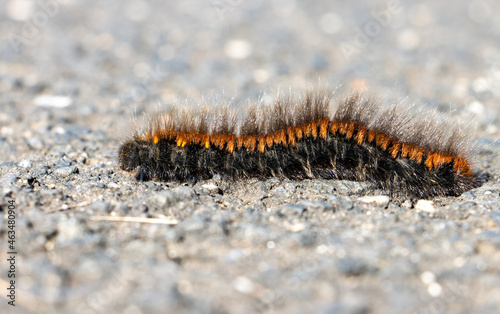 The caterpillar of the fox moth - Macrothylacia rubi, crawls on the road