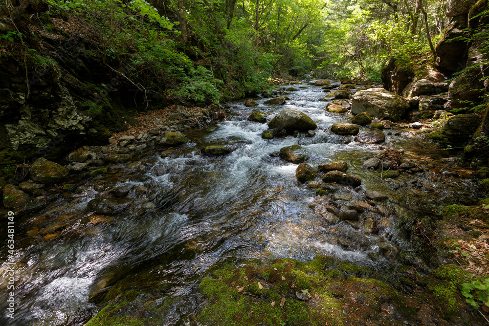 A clean river in a dense summer forest. The crystal river runs over the stones among tall beautiful trees. The nature of the Far East and the Primorsky region of Russia. A clean river in a dense summer forest. The crystal river runs over the stones among tall beautiful trees. The nature of the Far East and the Primorsky region of Russia.