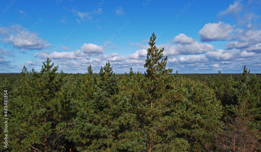 Top view of beautiful green coniferous forest with blue sky during day Top view of beautiful green coniferous forest with blue sky during day