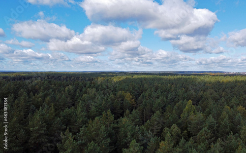 Top view of beautiful green coniferous forest with blue sky during day