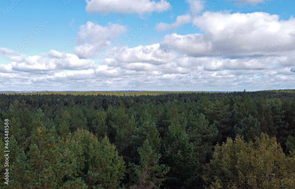 Top view of beautiful green coniferous forest with blue sky during day