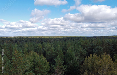 Top view of beautiful green coniferous forest with blue sky during day © Payllik