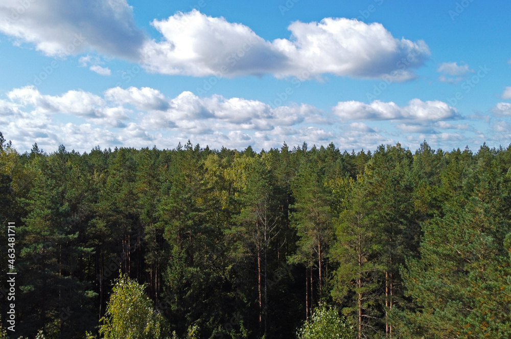 Top view of beautiful green coniferous forest with blue sky during day