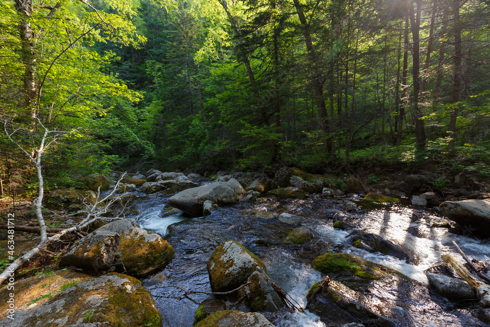 A clean river in a dense summer forest. The crystal river runs over the stones among tall beautiful trees. The nature of the Far East and the Primorsky region of Russia. A clean river in a dense summer forest. The crystal river runs over the stones among tall beautiful trees. The nature of the Far East and the Primorsky region of Russia.