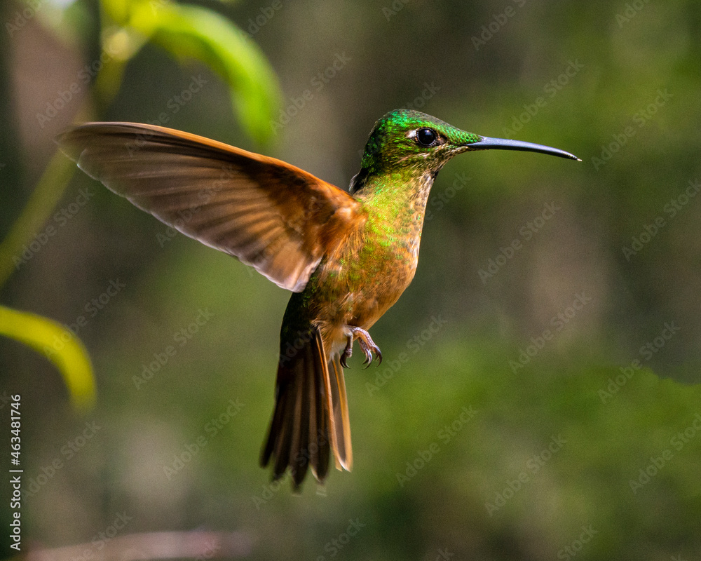Fototapeta premium hummingbird in flight