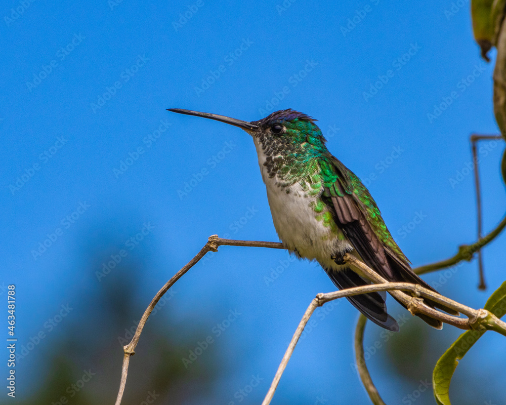 hummingbird on a branch hummingbird on a branch