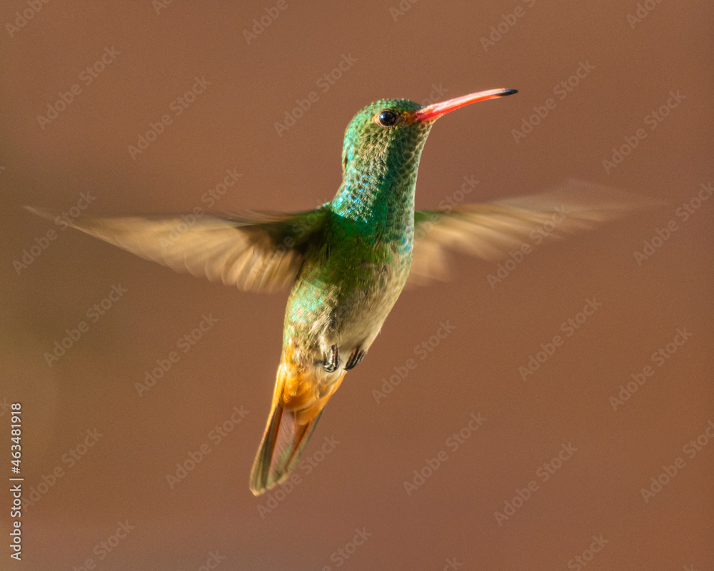 Fototapeta premium hummingbird in flight