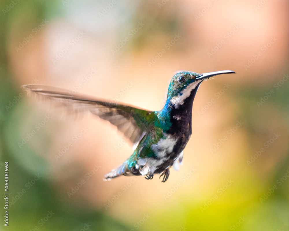 Fototapeta premium hummingbird in flight
