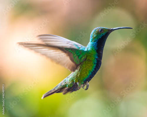 hummingbird in flight © JuanFernando