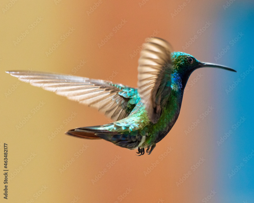 Fototapeta premium hummingbird in flight