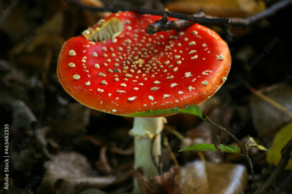 Obraz premium grzyb muchomor