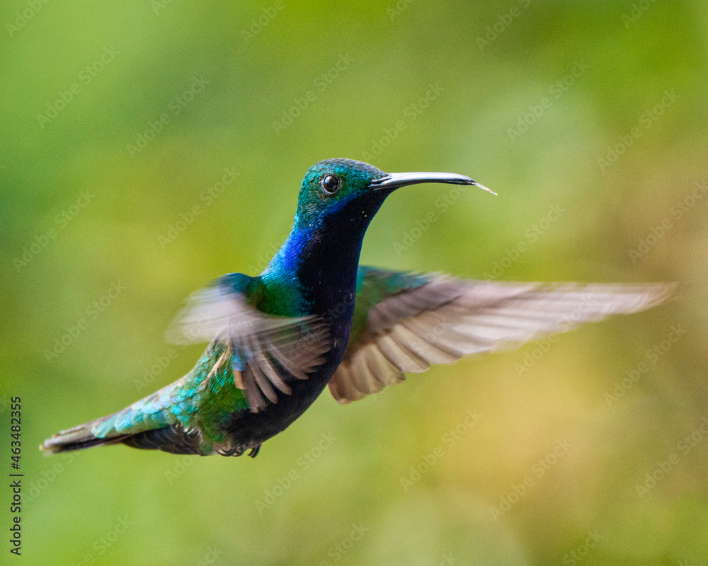 Fototapeta premium hummingbird in flight