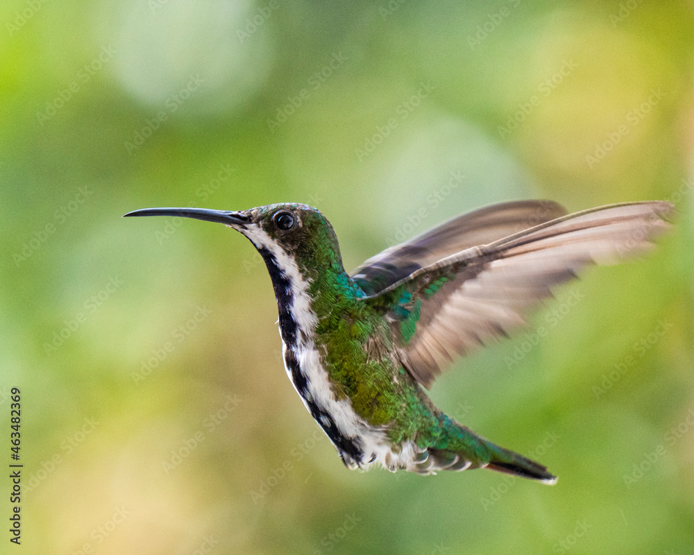 Fototapeta premium hummingbird in flight