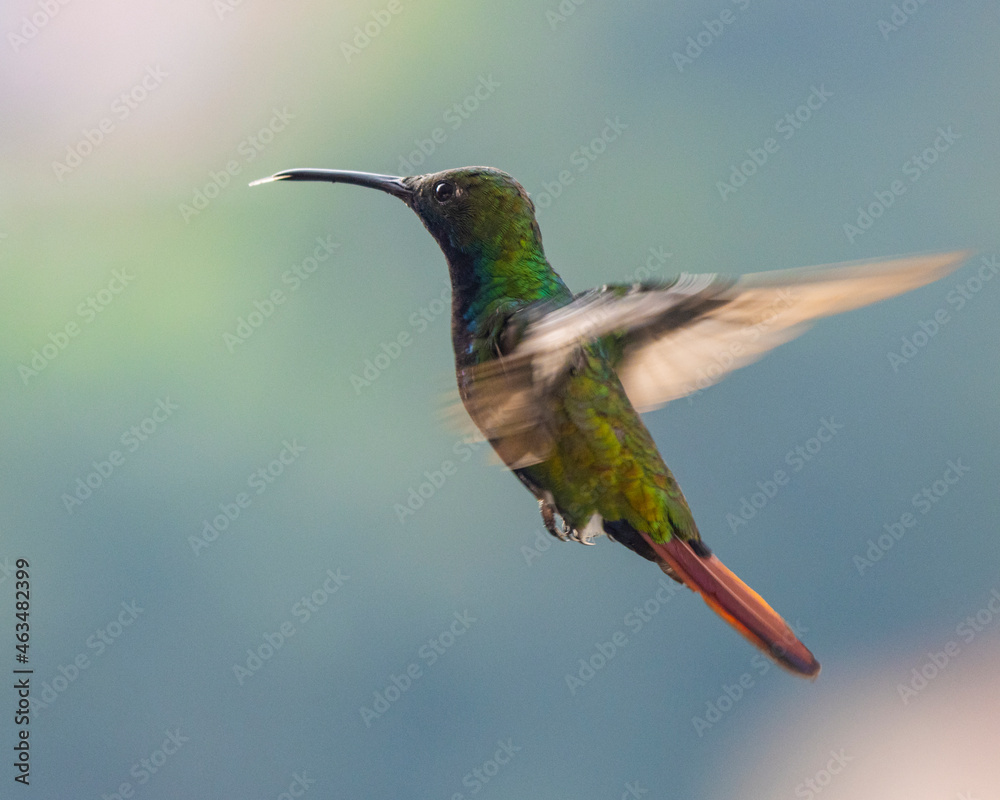 Fototapeta premium hummingbird in flight
