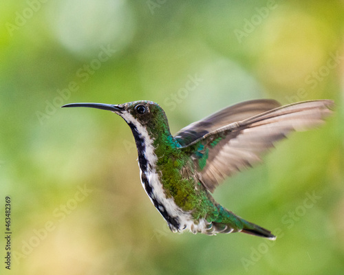 hummingbird in flight