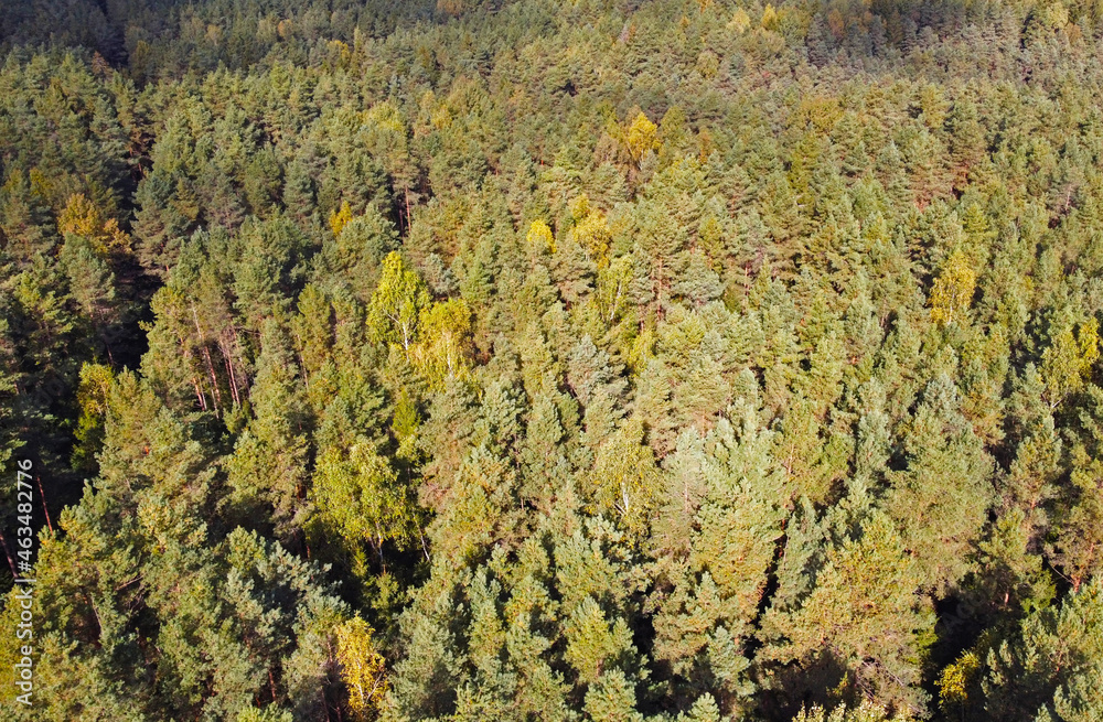 Top view of beautiful green coniferous forest with fir trees and pines