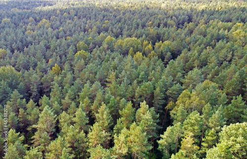 Top view of beautiful green coniferous forest with fir trees and pines © Payllik