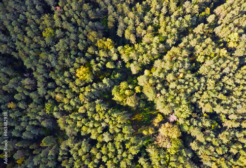 Top view of a beautiful green coniferous forest. Natural tree tops texture