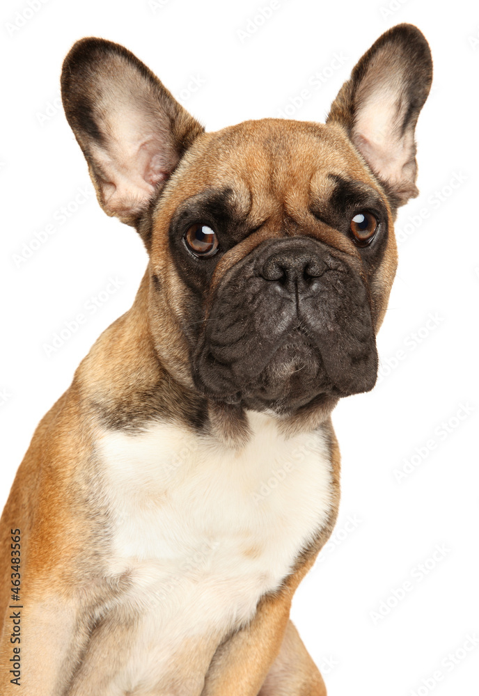 Close-up of a French bulldog