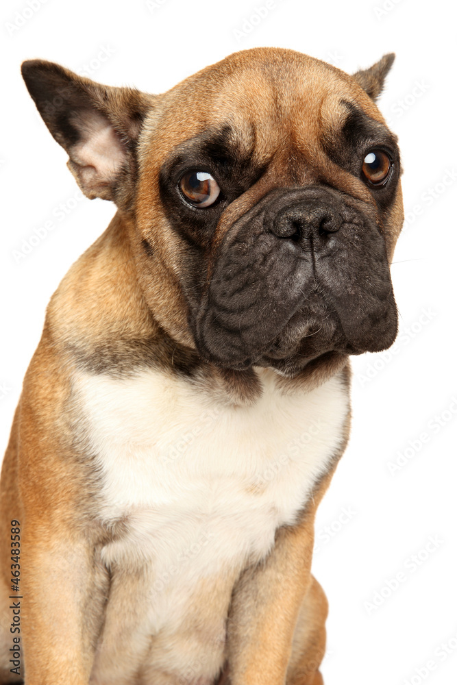 Close-up of a funny French bulldog