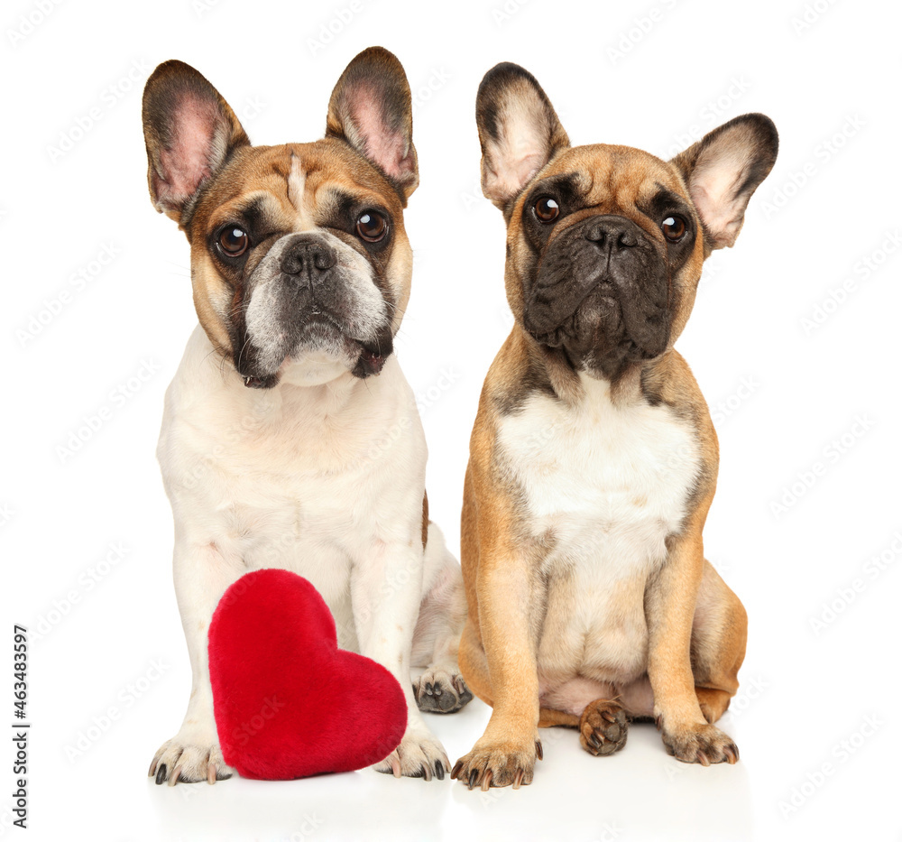 Two French bulldogs with a red heart figurine