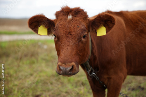 Close-up of a brown cow in a pasture