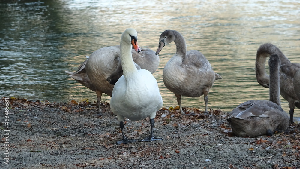 Obraz premium Höckerschwäne am Wasser