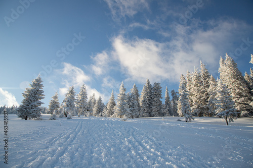 amazing winter landscape with snowy fir trees