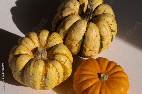 Gennevilliers, France - 10 17 2021: Studio shot of colorful pumpkin, squash or cucurbit in natural light photo