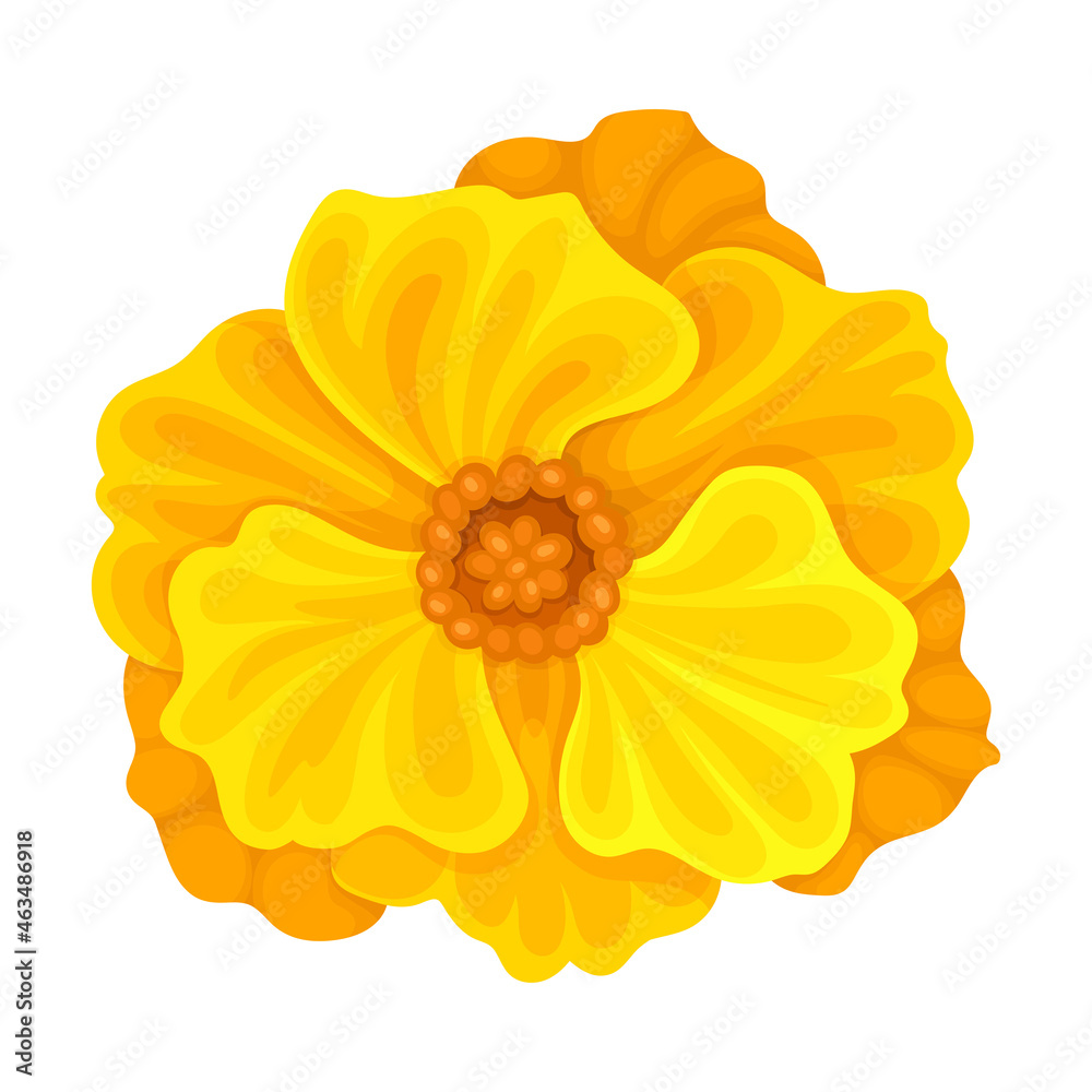 Bright Orange Flower with Showy Petals and Stamen Closeup Vector Illustration Bright Orange Flower with Showy Petals and Stamen Closeup Vector Illustration