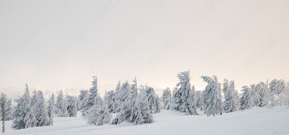 Fototapeta amazing winter landscape with snowy fir trees