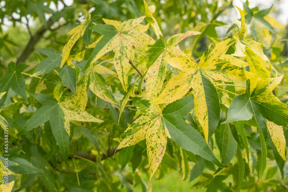 Liquidambar styraciflua Aurea Goldfarbener Amberbaum panaschiertes