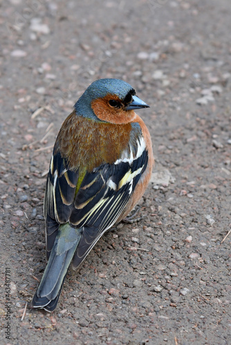 Bird finches sitting on the asphalt