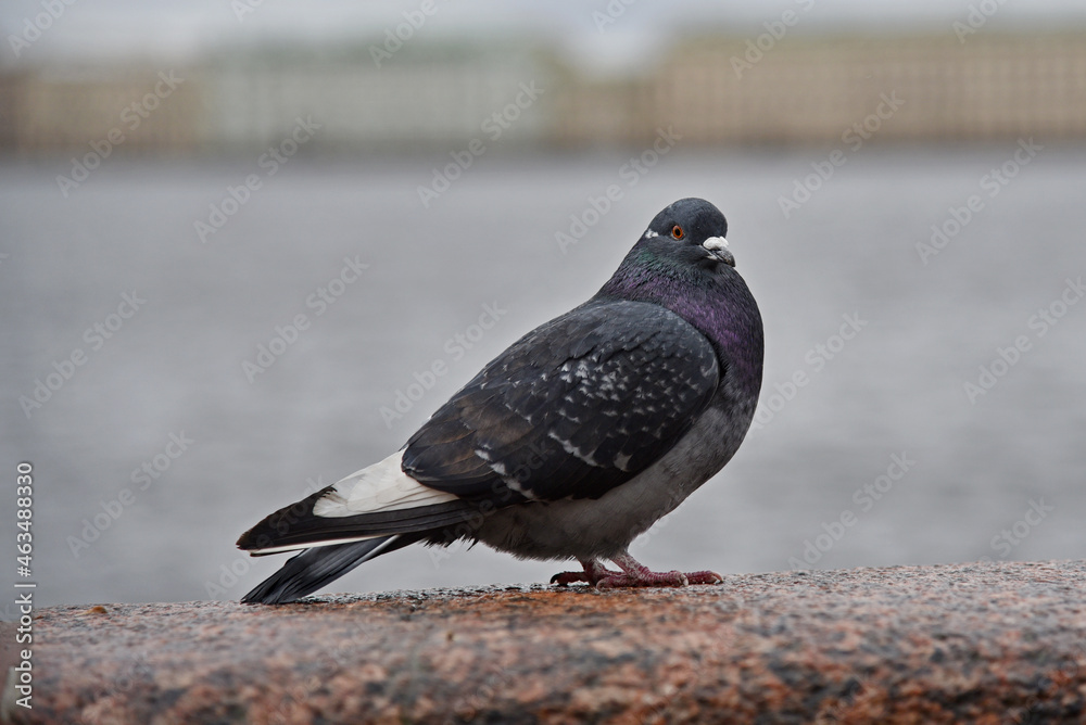 A pigeon bird sits on the fence of a bridge in the city. A pigeon bird sits on the fence of a bridge in the city.