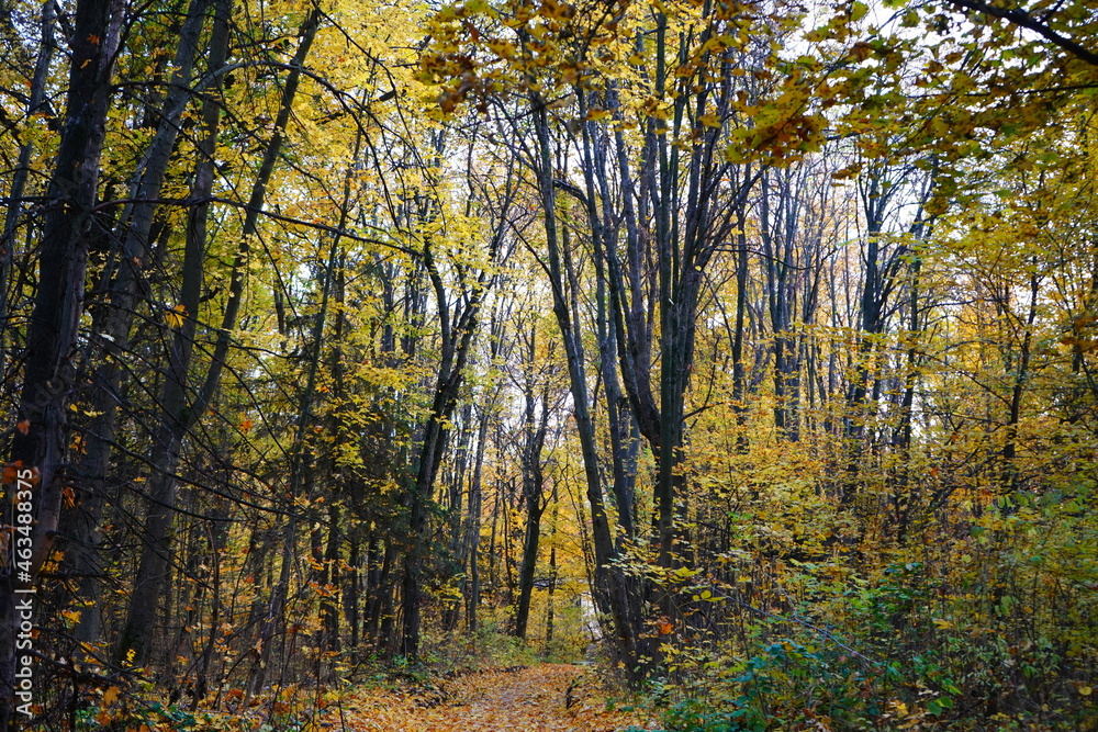 autumn in the woods