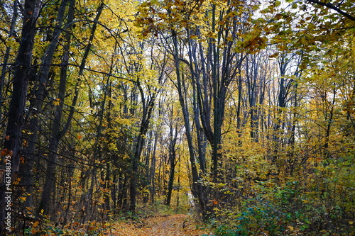 autumn in the woods