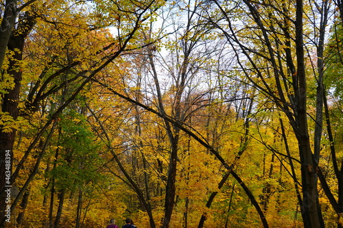 autumn trees in the park