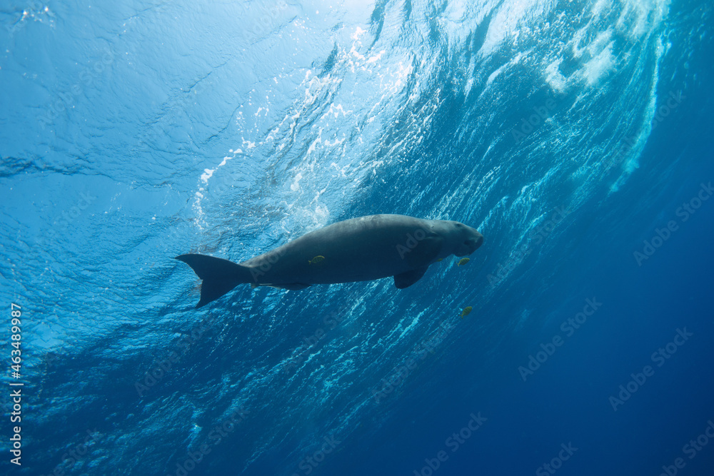 Obraz premium Dugong swimming near the blue sea surface. Bottom view.