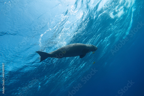 Dugong swimming near the blue sea surface. Bottom view.