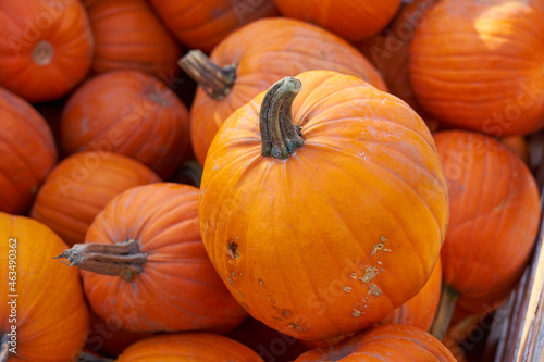 Pumpkins close up on a market for halloween.