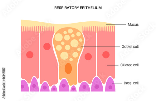 Nasal epithelium concept