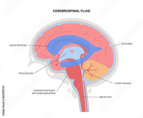 Ventricular system concept photo